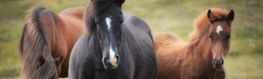 Tierärztliche Gemeinschaftspraxis Velde Detern Team